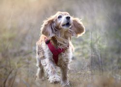 Pies, Biegnący, Cocker spaniel angielski, Szelki, Rozmyta, Łąka