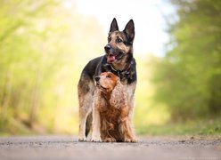 Psy, Owczarek niemiecki, Cocker spaniel