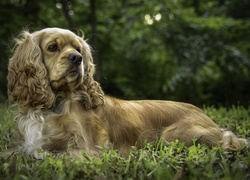 Cocker spaniel leżąc w trawie obserwuje łąkę