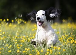 Szczeniak, Cocker spaniel, Trawa