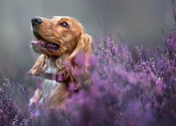 Cocker spaniel we wrzosach