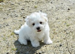 Coton de Tulear