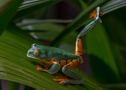 Cruziohyla calcarifer - żaba z rodziny rzekotek