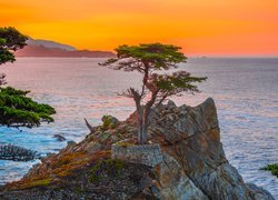 Cyprys wielkoszyszkowy, Atrakcja Lone Cypress, Skała, Morze, Pebble Beach, Zatoka, Carmel Bay, Morze, Kalifornia, Stany Zjednoczone