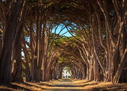 Drzewa, Cyprysy, Aleja, Droga, Park Narodowy Point Reyes National Seashore, Kalifornia, Stany Zjednoczone