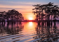 Cyprysy na mokradłach Atchafalaya Basin o zachodzie słońca