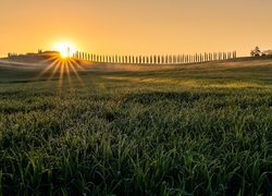 Cyprysy na wzgórzach Toskanii o wschodzie słońca