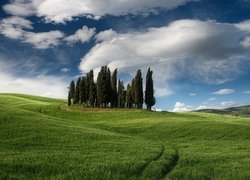 Cyprysy na zielonych wzgórzach Toskanii