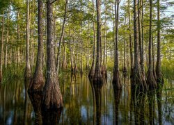 Cyprysy w rezerwacie Big Cypress National Preserve na Florydzie