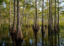 Las, Drzewa, Cyprysy, Mokradła, Rezerwat, Big Cypress National Preserve, Stan Floryda, Stany Zjednoczone