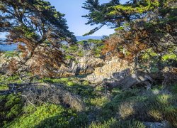 Cyprysy wielkoszyszkowe na tle skał w Point Lobos