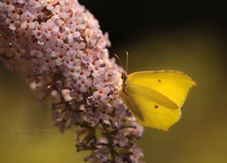 Motyl, Latolistek cytrynek, Budleja