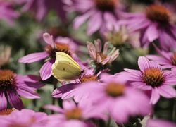 Motyl, Latolistek cytrynek, Różowe, Jeżówki