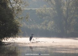 Jezioro, Las, Drzewa, Gałęzie, Szuwary, Mgła, Czapla