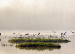 Jezioro, Mgła, Ptaki, Czaple, Kaczki