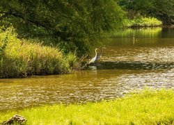 Czaple pod drzewem na jeziorze