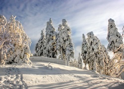 Czapy śniegowe na drzewach w słoneczny poranek