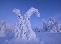 Czapy śniegu na drzewach w rezerwacie Valtavaara w Laponii