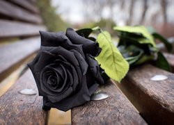 Czarna róża na ławce