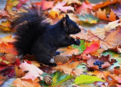 Czarna wiewiórka wśród szyszek i jesiennych liści