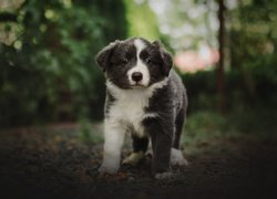 Szczeniak, Pies, Border collie