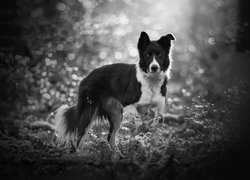 Pies, Border collie, Rośliny, Bokeh