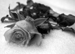 Czarno-białe zdjęcie róży na śniegu