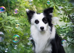 Czarno-biały border collie i spadające bańki