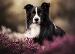 Czarno-biały border collie i wrzosy