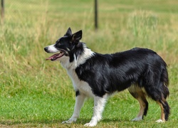 Czarno-biały border collie na łące
