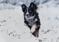 Czarno-biały, Pies, Border collie, Śnieg