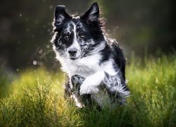 Czarno-biały border collie na zielonej trawie