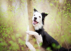 Czarno-biały border collie obejmuje łapkami drzewo