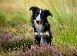 Czarno-biały border collie pośród traw i wrzosów