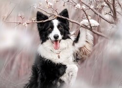 Biało-czarny, Pies, Border collie, Okwiecone, Gałązki