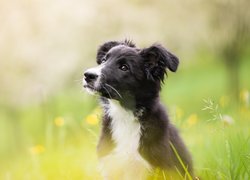 Pies, Szczeniak, Border collie, Łąka, Rozmyte tło