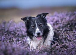 Pies, Czarno-biały, Border collie, Wrzosy