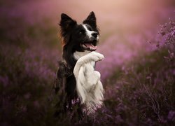 Czarno-biały, Pies, Border collie, Uniesiona, Łapka, Wrzosy