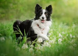 Pies, Czarno-biały, Border collie, Trawa, Dmuchawce