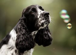 Czarno-biały, Pies, Cocker spaniel angielski, Bańki