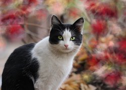 Czarno-biały kot na kolorowym tle
