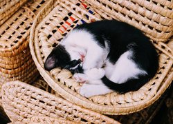 Czarno- biały kot śpiący w koszyczku