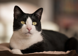 Czarno-biały kot zapatrzony w dal