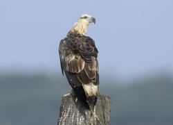 Czarno-biały ptak na pniu