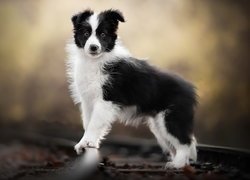 Pies, Szczeniak, Biało-czarny, Border collie