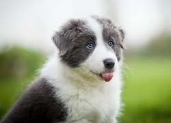 Słodki, Szczeniak, Border collie