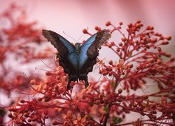 Czarno-niebieski motyl na kwiatach
