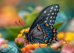 Czarno-niebieski, Motyl, Kwiaty, Grafika