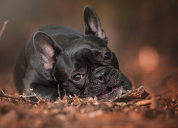 Buldog francuski, Liście, Gałązki