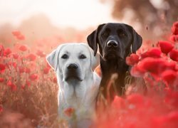 Czarny i biały labrador retriever